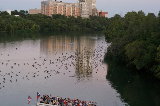 Mexican Free-tail Bats Mexican Free-tail Bats